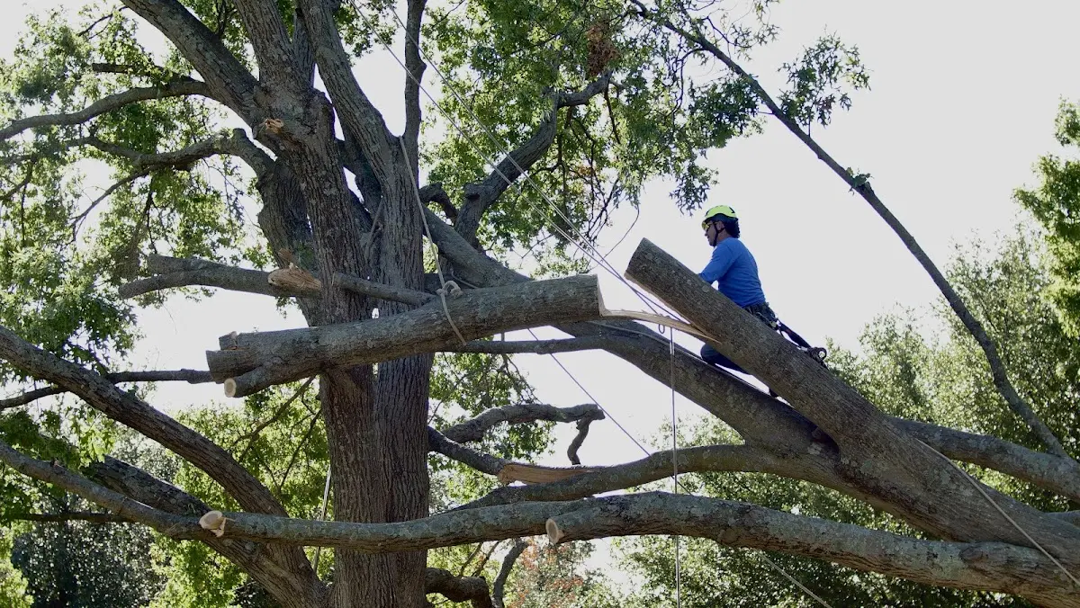 Professional Hazardous Tree Removal performed by certified arborists in Starke